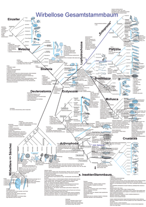 Bio114 Stammbaum mit Infos