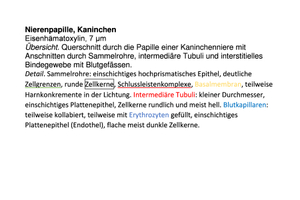 Histologie Kärtchen