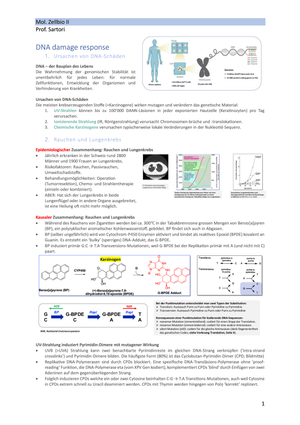 Zusammenfassung Sartori DNA Reparaturmechanismen