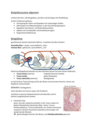 ZF Blutgefässe Anatomie 1.JK