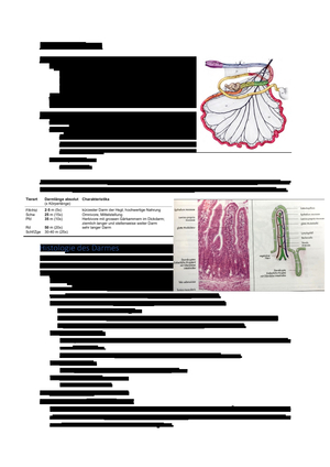ZF Darm Anatomie 1.JK