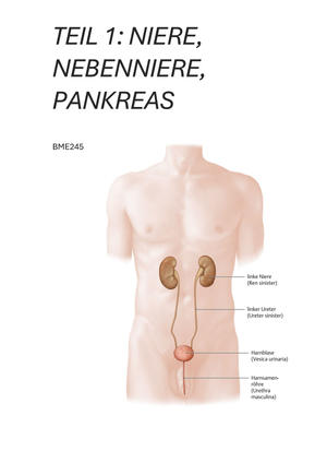 Niere (Teil1)