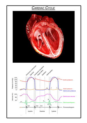 Animation Herz (Systole/Diastole)