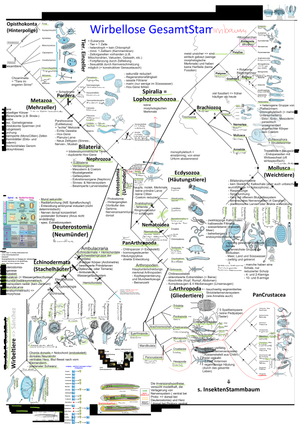 GesamtstammbaumWirbellose