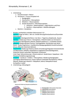 Hirnanteile, Hirnnerven