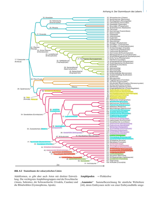 ZS BIO 113: Evolution & Biodiv. I (Teil Hawlitscheck & Sanchez)