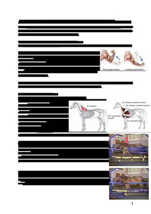 funktionelle Anatomie Gliedmasse Pferd 1.JK HS18