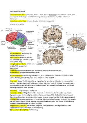 Neurobiologie kurze zusammenfassung