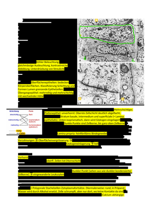 Alle Prüfungsrelevante Praktikas Histologie