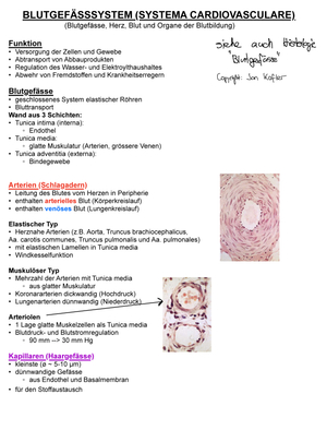 Herz - Zusammenfassung