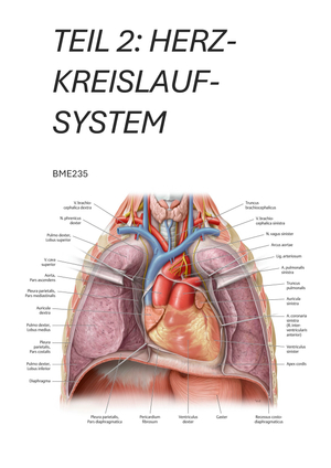 Herz Blut Zusammenfassung (Teil2)