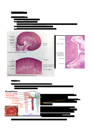 ZF Harnorgane Histologie 1.JK