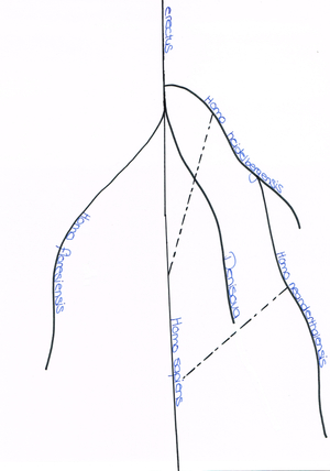 Stammbaum Euarchontoglires - H. sapiens