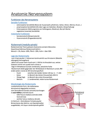 ZF_Nervensystem_Klisch_1.JK_FS