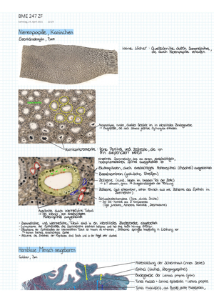 BME247 Zusammenfassung