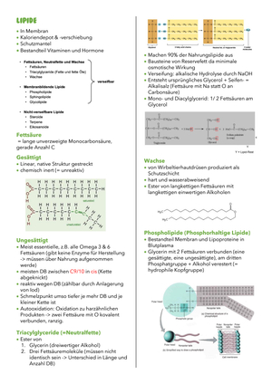 Molekularbio I Zusammenfassung