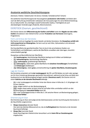 ZF weibl. Geschlechtsorgane Anatomie 1.JK