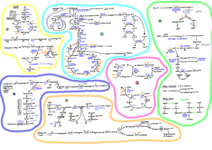 Biochemie - Übersicht Stoffwechselwege