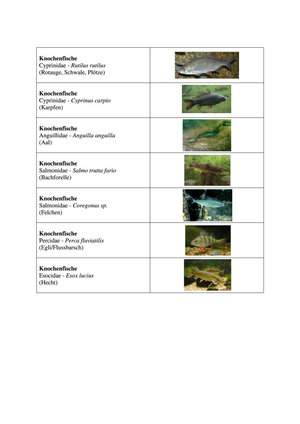 BIO 121 Namen von einheimischen Wirbeltieren MIT FOTOS
