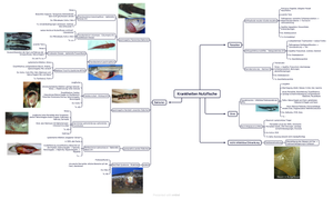 Mindmap Fische