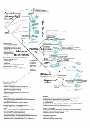 BIO114_Stammbaum Wirbellose_Blankenhorn