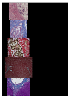 Histologie Lernkarten FS22