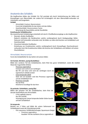 ZF Schädel Anatomie 1.JK