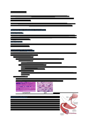 Histo Muskelgewebe 1.JK Boos