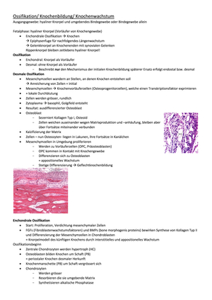 Ossifikation, Knorpel, Knochen