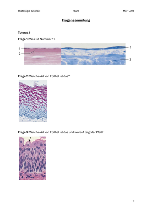 Histologie Tutorat Fragensammlung