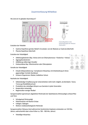 Zusammenfassung Wirbellose