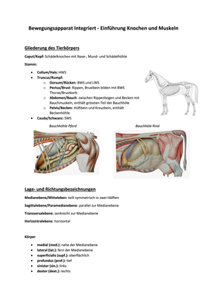 BI Einführung Knochen und Muskeln