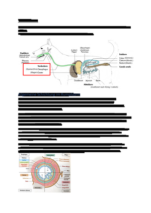 ZF Vorderdarm Anatomie 1.JK