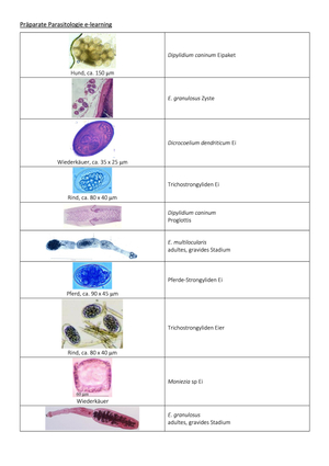 E-learning Präparate