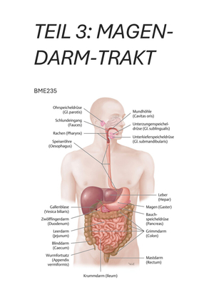 Magen Darm Trakt Zusammenfassung (Teil3)