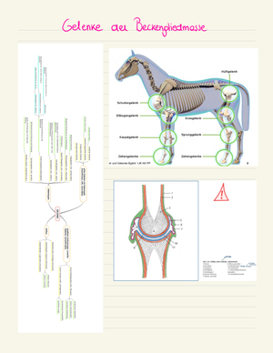 Beckengliedmasse Gelenke